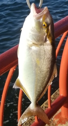 シオの釣果