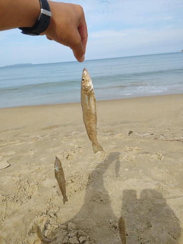 キスの釣果