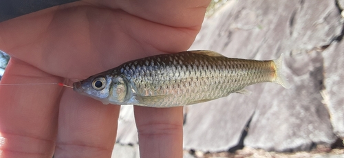 クチボソの釣果