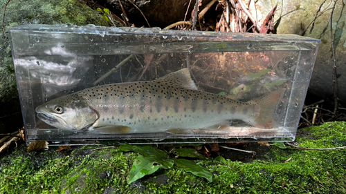 ヤマメの釣果