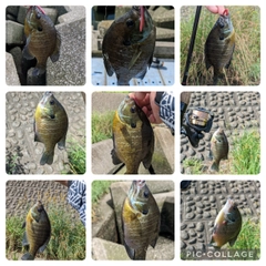 ブルーギルの釣果