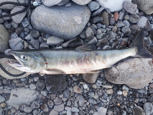 アキアジの釣果