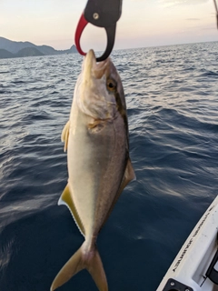 ショゴの釣果