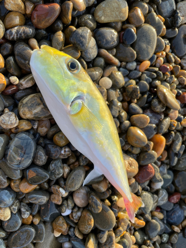 シロサバフグの釣果