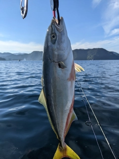 イナダの釣果