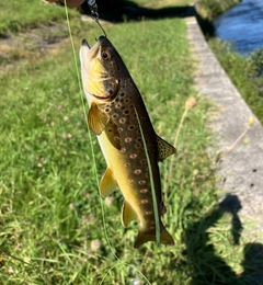 ブラウントラウトの釣果