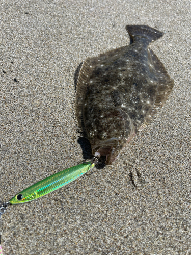 ソゲの釣果