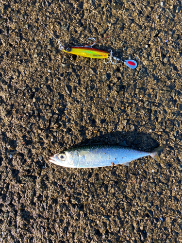 サバの釣果