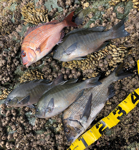 クチブトグレの釣果