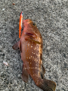 アコウの釣果