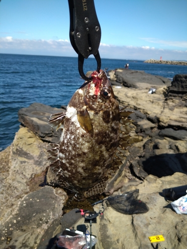 アイゴの釣果