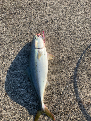 ハマチの釣果