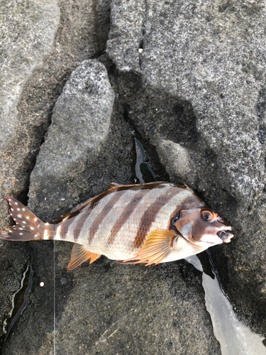 タカノハダイの釣果