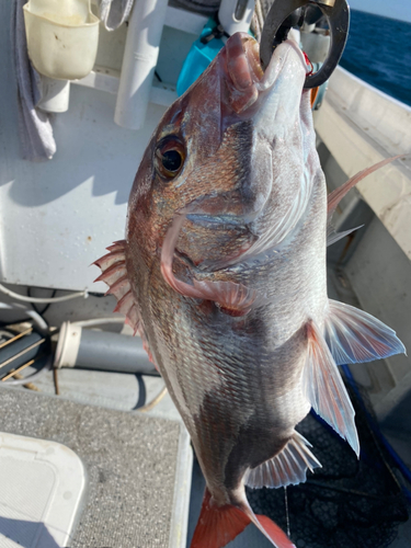 マダイの釣果