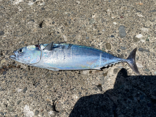 ソウダガツオの釣果