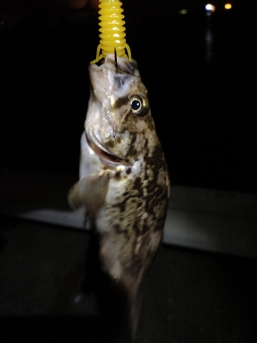 クロソイの釣果