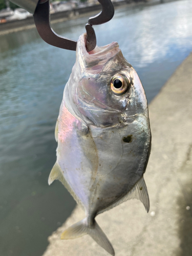 ロウニンアジの釣果