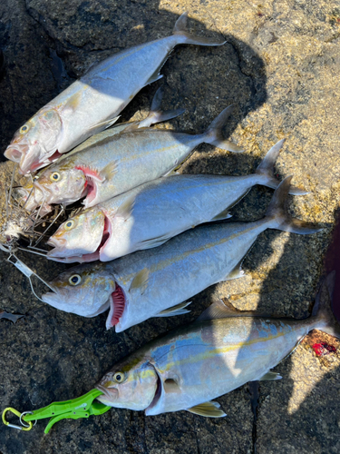 カンパチの釣果