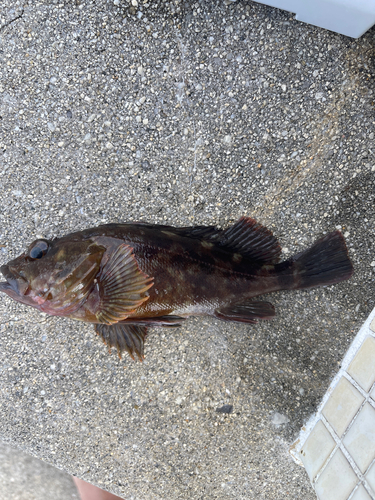 カサゴの釣果