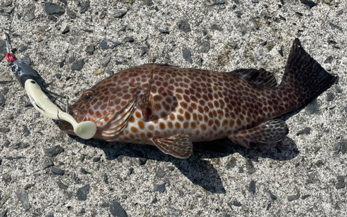 オオモンハタの釣果