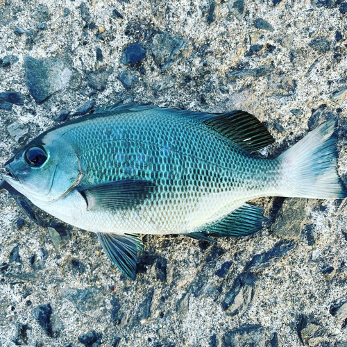 メジナの釣果