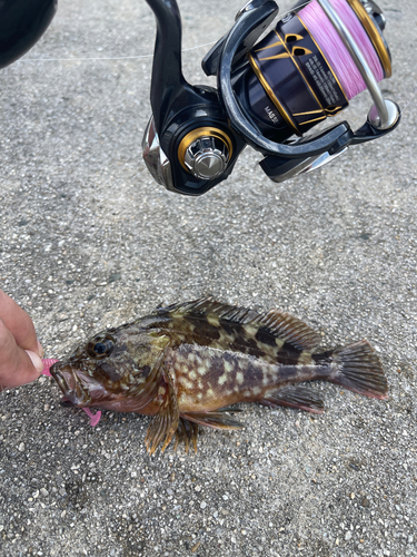 カサゴの釣果