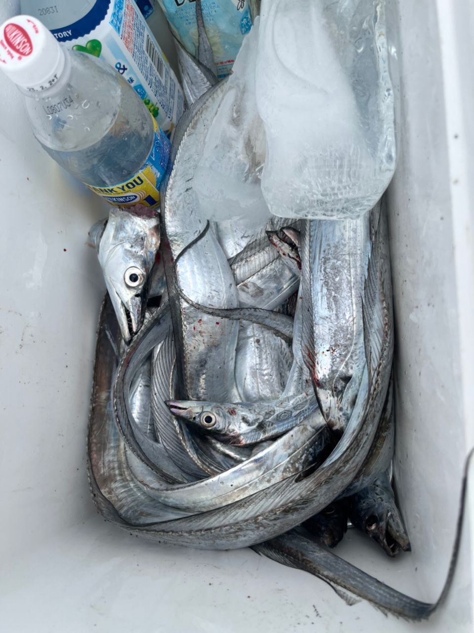 アングラ吉野のKさんさんの釣果 2枚目の画像