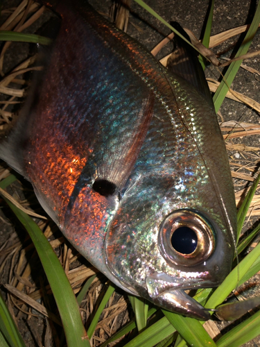 リュウキュウハタンポの釣果