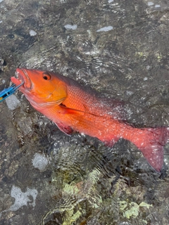 バラフエダイの釣果