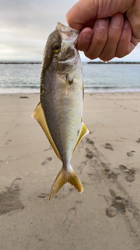 ショゴの釣果