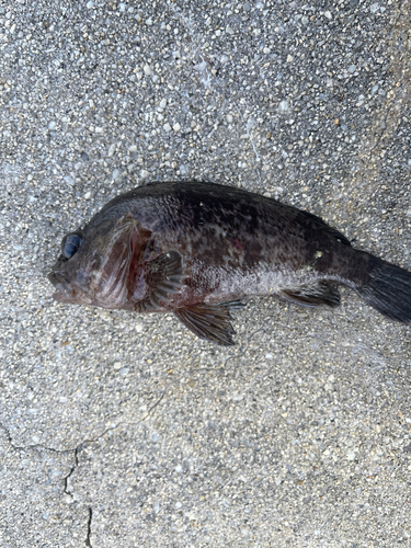 タケノコメバルの釣果