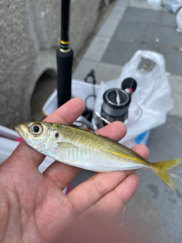 カワハギの釣果