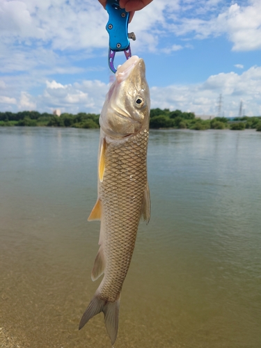 ニゴイの釣果