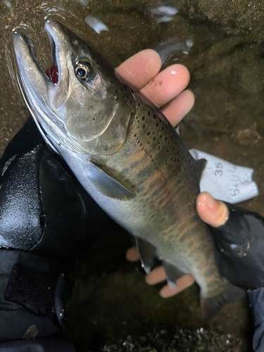 ヤマメの釣果