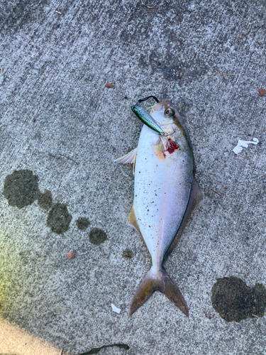 ショゴの釣果