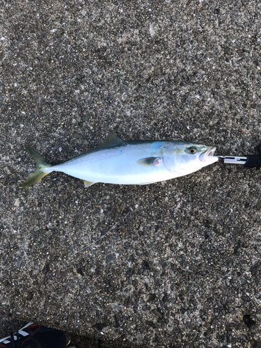 ハマチの釣果