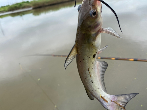 アメリカナマズの釣果