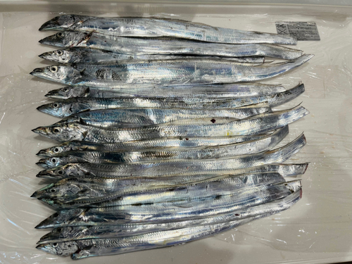 タチウオの釣果