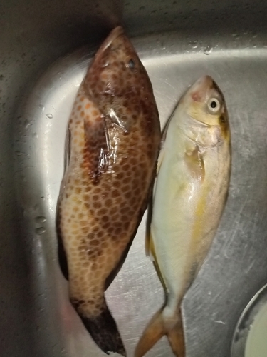 オオモンハタの釣果