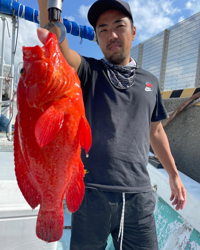 アザハタの釣果