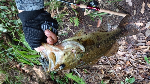 ブラックバスの釣果