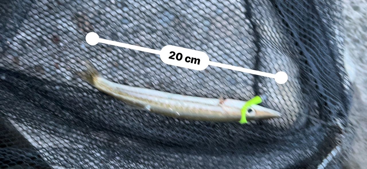 タイワンカマス