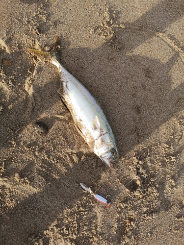 ツバスの釣果