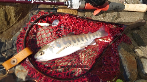 アマゴの釣果