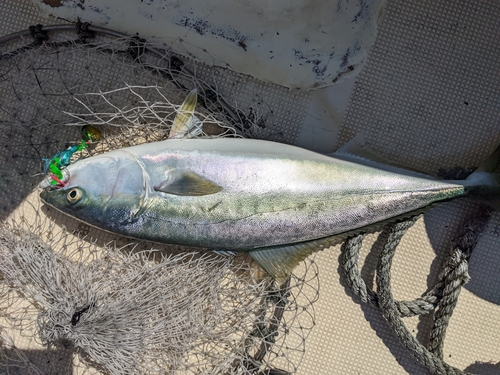 ワラサの釣果