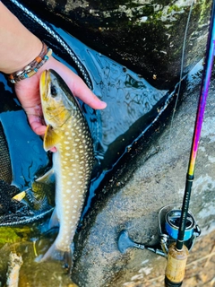 アメマスの釣果