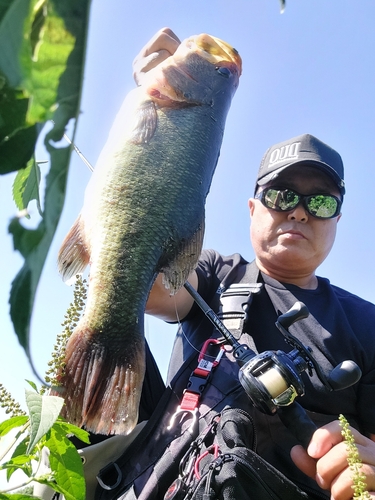 ブラックバスの釣果