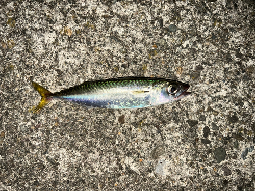 サバの釣果