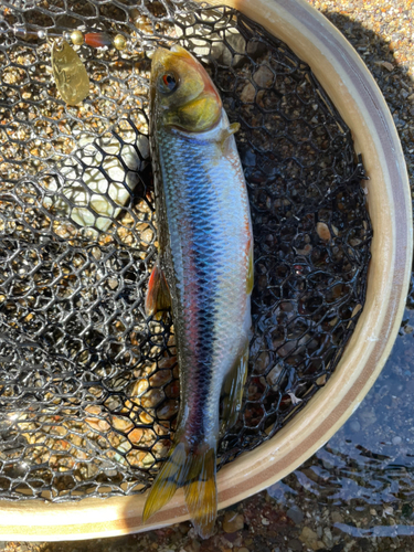 カワムツの釣果