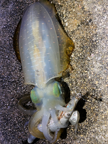 アオリイカの釣果